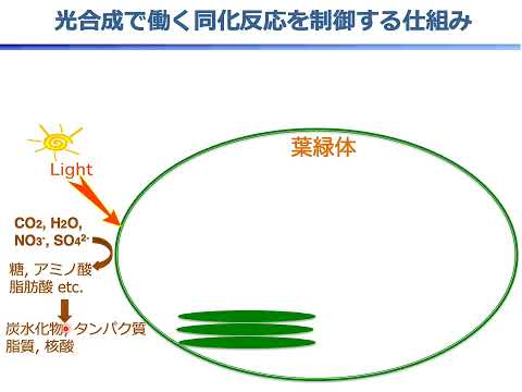 【山口大学OC2025／農学部／生物機能科学科】8 生体分子科学分野