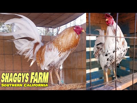 Beautiful Shaggys Farm California - Farm Visit