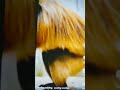 Monky Meeting Enjoying Animals Meeting Animal Tranding Monkey Monkey Meeting