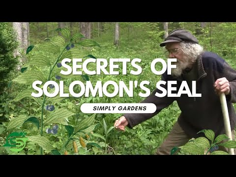 Discovering the Gardening Secrets of Solomon's Seal: History, Benefits, and Uses.