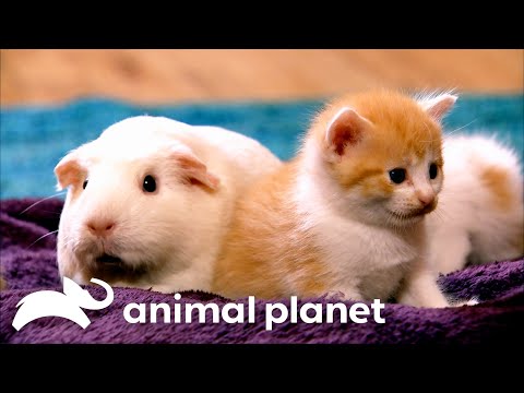 The Absolute Cutest of Kittens | Too Cute! | Animal Planet