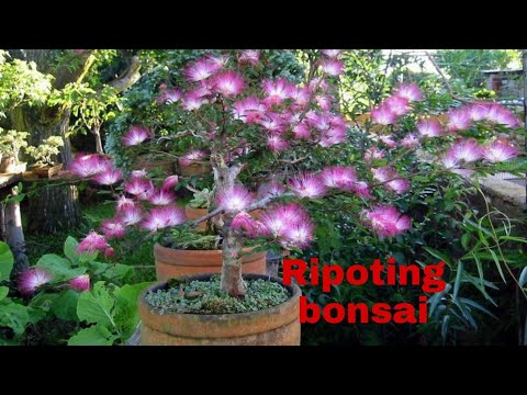 Powder Puff Bonsai Tree