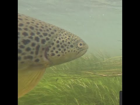 Epic Dry Fly Action for Brown Trout on the Bow River