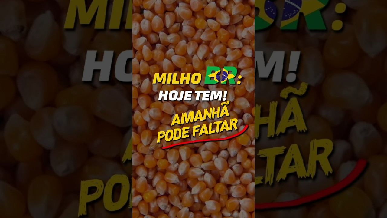 MILHO BR: HOJE TEM! AMANHÃ PODE FALTAR!