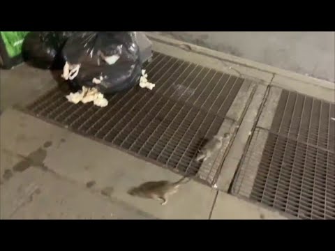 NYC’s Rat Population & Migration