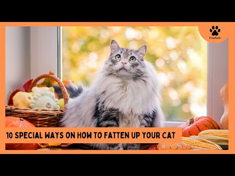 10 Special Ways to Fatten Up Your Cat