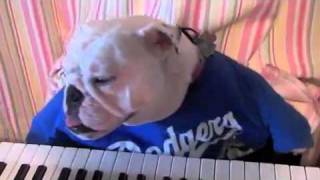 English Bulldog Keyboard Playing Dodger Dog (Woof)