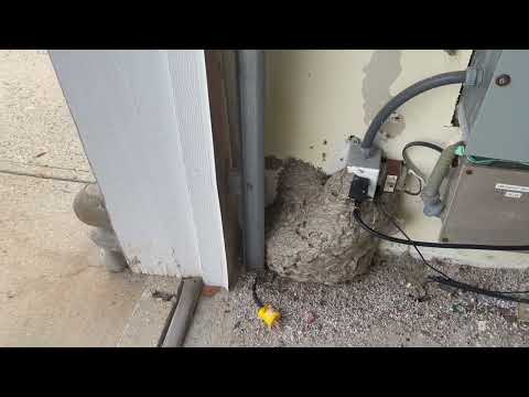 Humongous Yellow Jackets Nest in the Pool Garage in Hillsborough, NJ