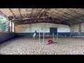 Hongre, 8 ans 