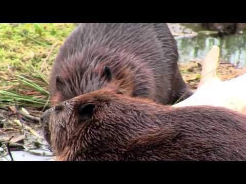 Kulhanvuoren majavat