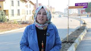 Safranbolu Belediyesi 60 Bin Kışlık Çiçek Üretti