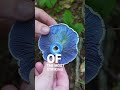 3 Unique Mushrooms You Can Forage