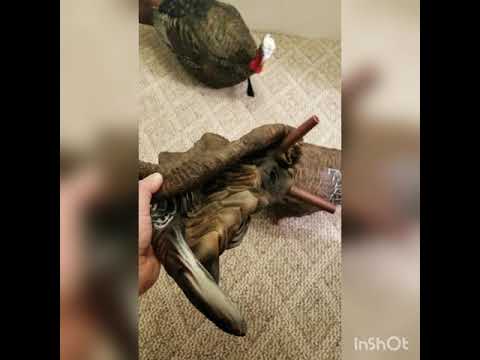Avian-X Turkey Decoy Setup and Overview