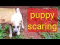 Cute puppy scaring (puppy) muddu nayimari joru (nayi mari)
