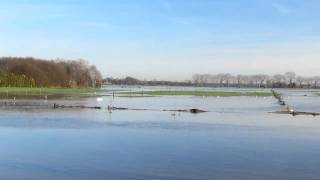 preview picture of video 'River Maas at Heppeneert in Maaseik 10 januari 2011 part_2'
