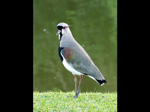 PASSARINHO - FLOR DE JAGUBE - MESTRE 69