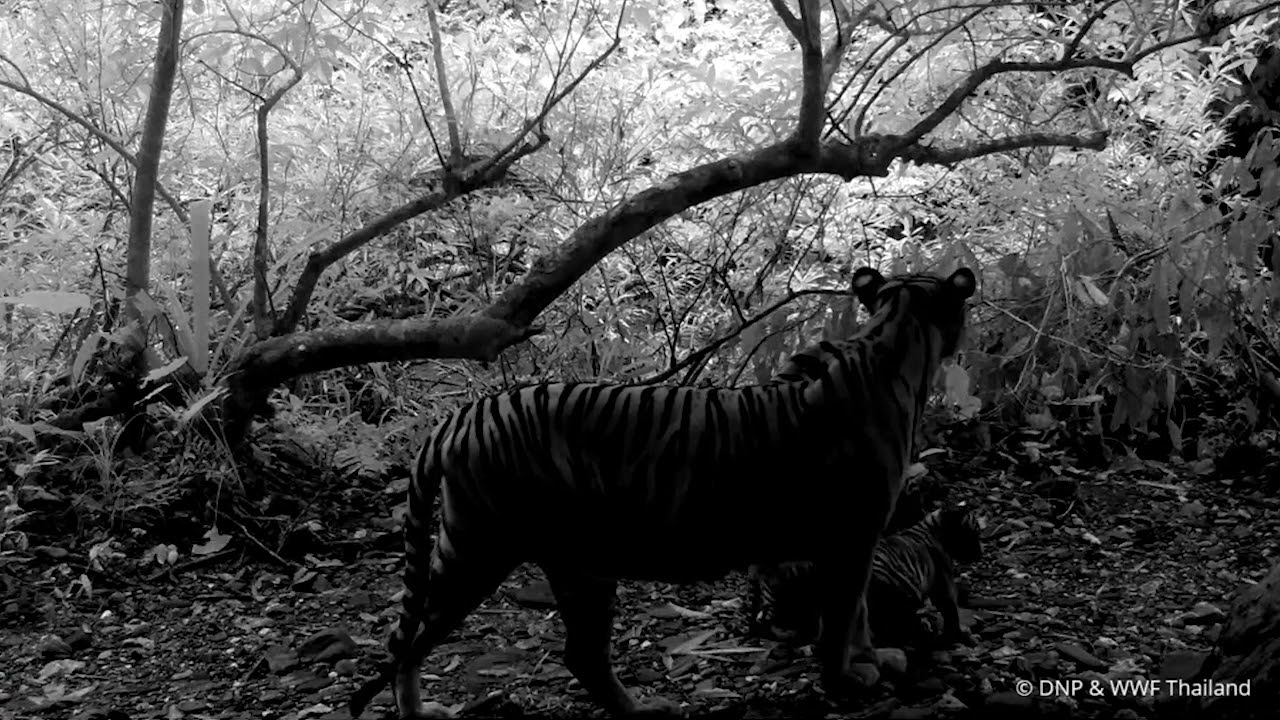 Tigress and three cubs take a stroll in Thailand