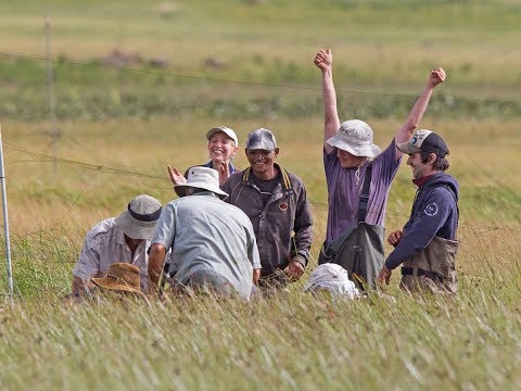BREAKING NEWS: White-winged Flufftails are breeding in South Africa!