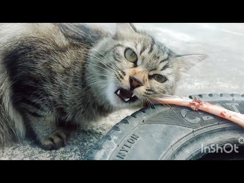 Why do cats need meat ! A cat eating meat- cat favorite meat