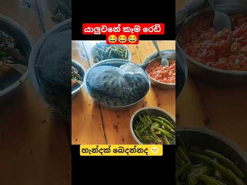 පූස් රසට කෑම වේලක් 😂 #funny #funnycats #love