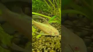 Hi fin albino Cory / long fin albino Cory, catfish