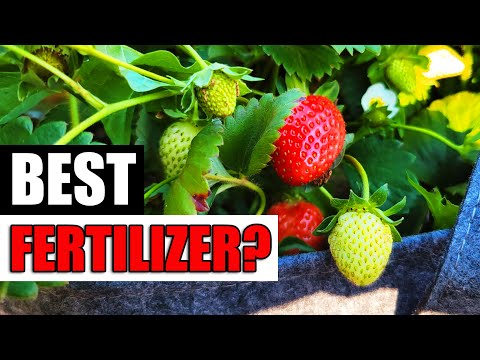 Strawberry Plant Revival Make More And More Strawberry Plants