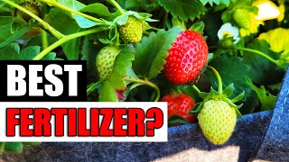Best Strawberry Fertilizers! - Garden Quickie Episode 139