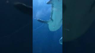 サンフランシスコ水族館 #Shorts