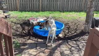 Video preview image #1 Golden Retriever-Unknown Mix Puppy For Sale in Gretna, NE, USA