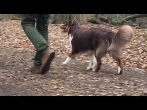 Junghundekurs Teil 2 Hundeschule Kelsterbach