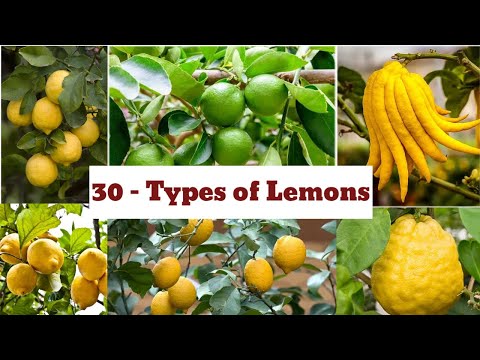 Lemons / types of lemons / lemon Catagory / 30 types of lemons