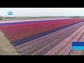 Kleurrijke bollenvelden in bloei in Egmond