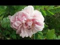 SOPRANO 2 The Rose Music By Ola Gjeilo For SATB Choir
