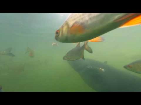 Fish in Chernobyl plant's  water channel