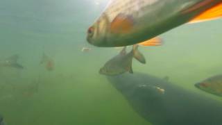 Fish in Chernobyl plant's  water channel