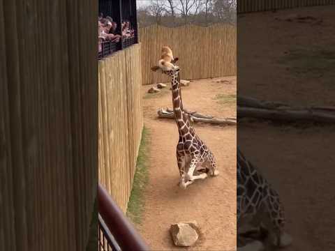 Giraffe Saves Tiny Puppy After It Falls Into Its Enclosure! 😱🦒🐶 #puppy #dog #giraffe #shorts