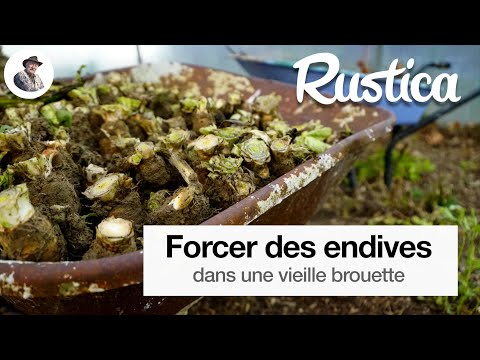 How to force endives in a wheelbarrow