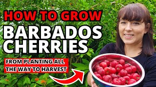 Barbados Cherries - How To Grow This Superfood Fruit Tree At Home #garden #fruit #plants #homegrown