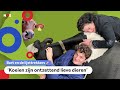 Koe-knuffelen met Caroline van der Plas (BBB)