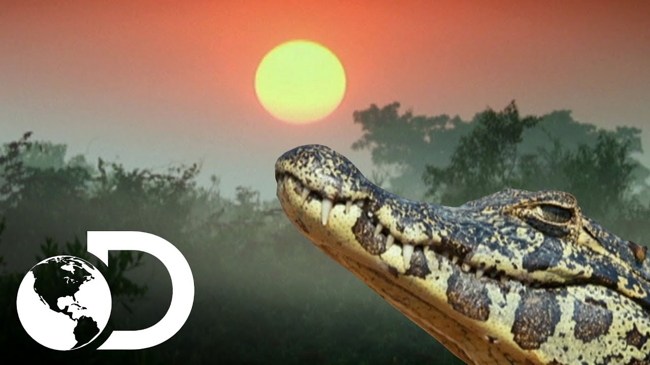 Os sons surpreendentes do jacaré brasileiro | América Latina Selvagem | Discovery Brasil