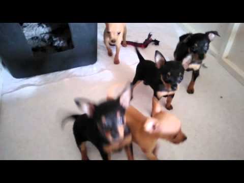 Vrh "O" z Jeřic 16.8.2015