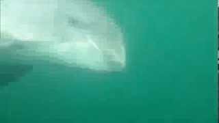 preview picture of video 'Kleiner Tümmler / Schweinswal in der Ostsee (Unterwasser Video)'