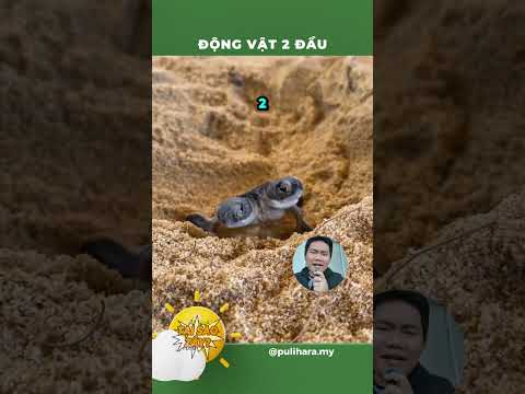 Động vật có 2 đầu