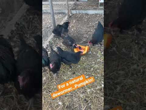 What a perfect fall treat for your flock that also works as a natural dewormer.