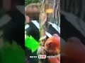 Barney Comes To Life In Fast Motion 4x