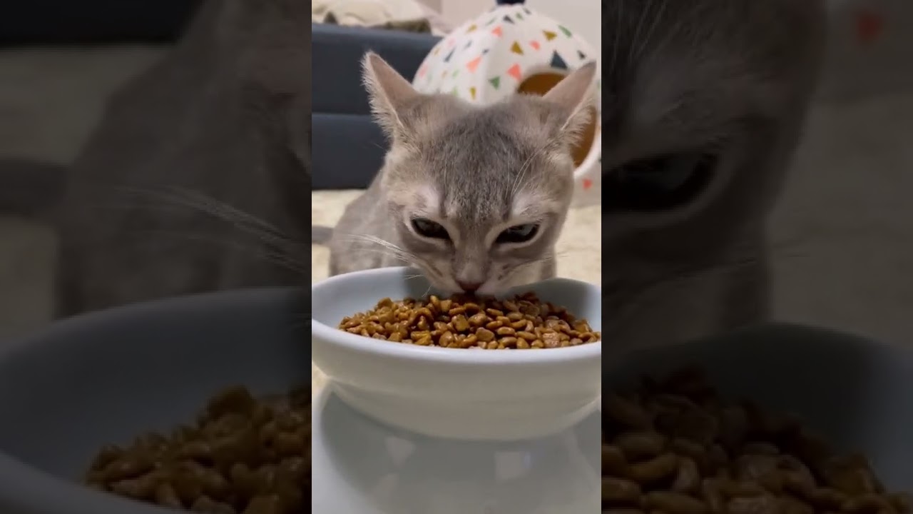 カリカリを食べる子猫の咀嚼音がこちら！！#shorts