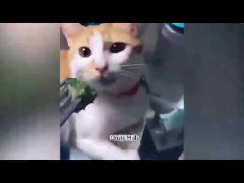 Funny cats video