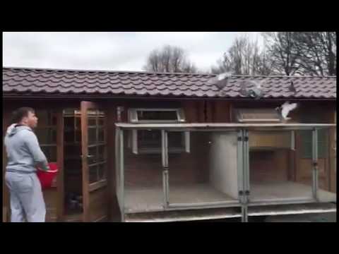 Erfolgreicher Taubensport – Jungtauben Ausbildung – Röhnfried Racing Team – Denis Faber