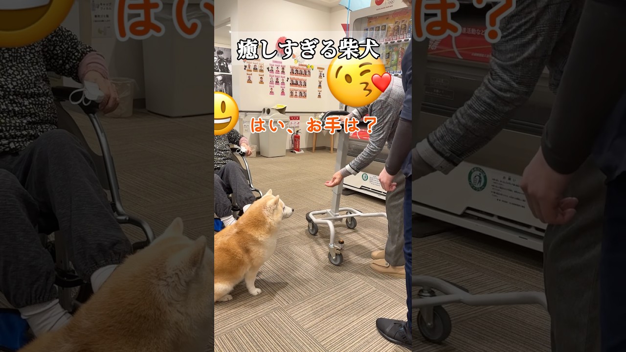 癒しすぎる柴犬。 #shorts