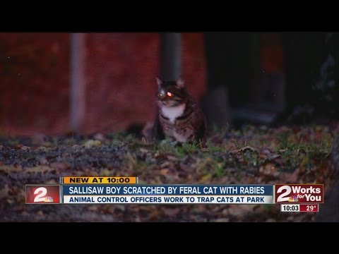Boy Scratched By Rabies Infected Feral Cat - YouTube